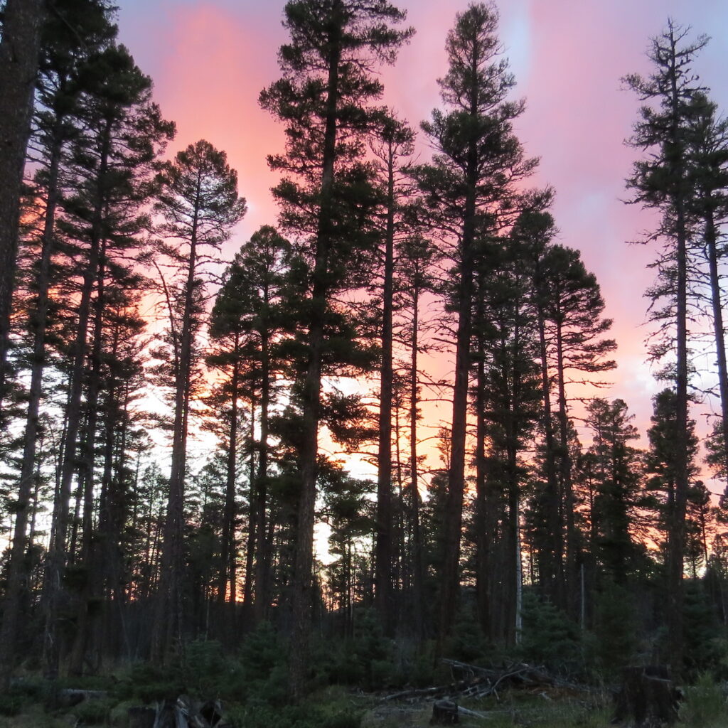 Forest at dusk with orange, purple and pink colors in sunset.